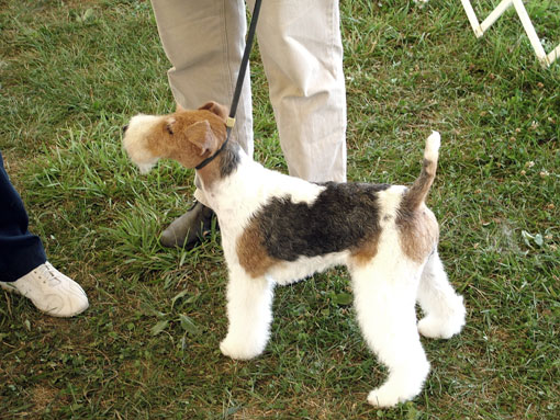Fox Terrier