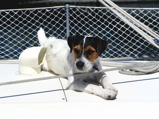 Jack Russel Terrier