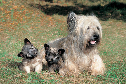 Skye Terrier avec chiots