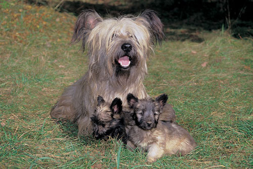 Skye Terrier avec chiots
