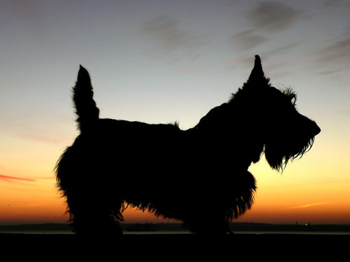 Terrier &eacute;cossais