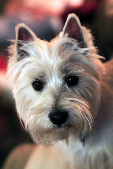 West Highland White Terrier (Westie)