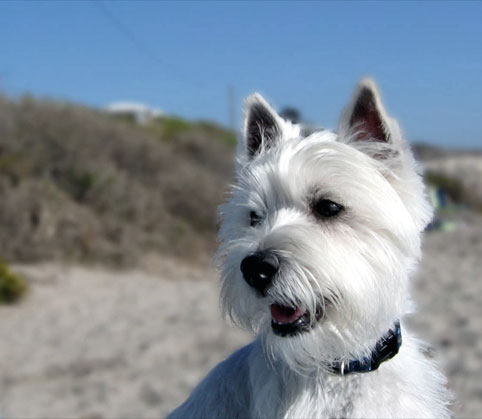 West Highland White Terrier (Westie)