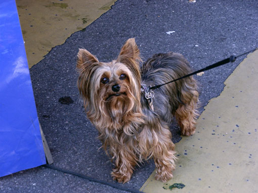 Yorkshire Terrier
