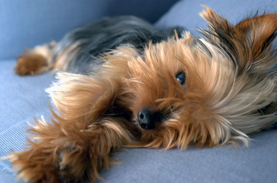 Yorkshire Terrier