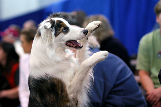 Chien Finnois De Laponie