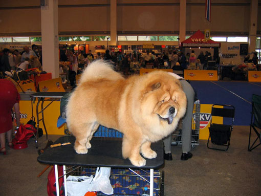 Chow Chow