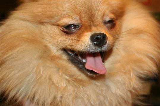 Fi ph chien louloupom01