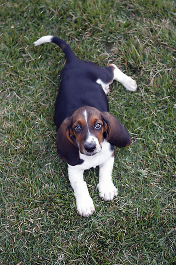 Basset Hound