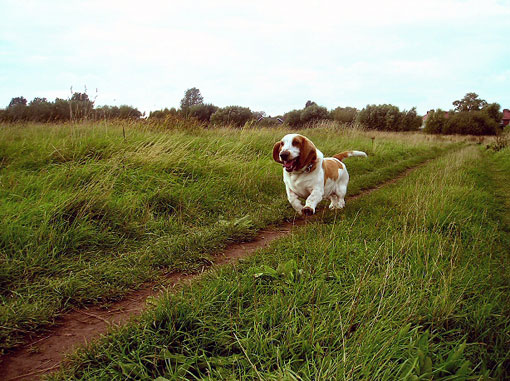 Basset Hound