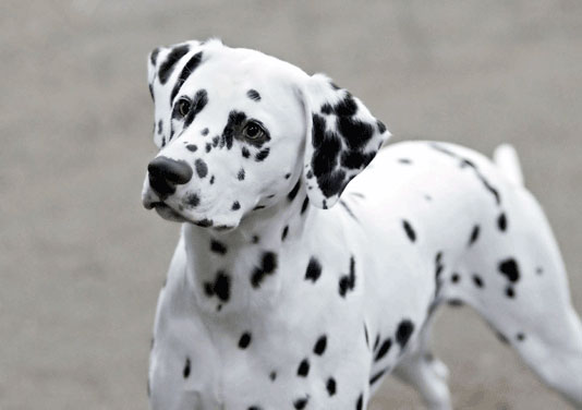 Dalmatien
