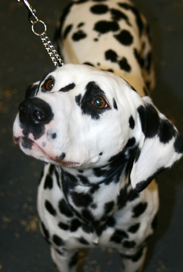 Dalmatien