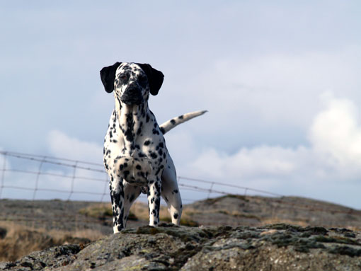 Dalmatien