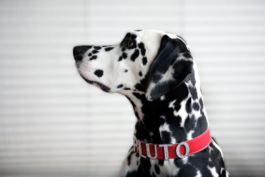 Dalmatien