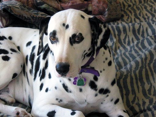 Dalmatien