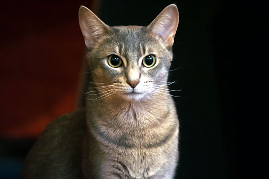 Races Par Ordre Alphabetique A G