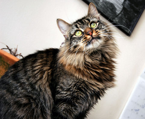 Chat des For&ecirc;ts Norv&eacute;giennes