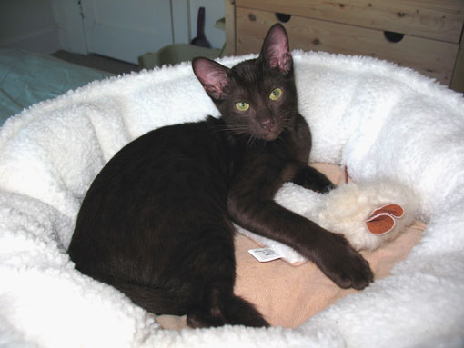 Races Par Ordre Alphabetique H N