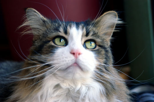 Maine Coon