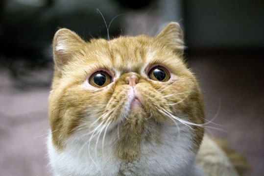 Exotic Shorthair