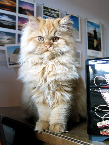 Persan (chaton de 6 mois)