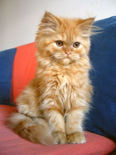 Persan (chaton de 3 mois)