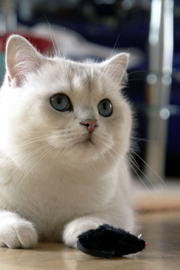 British Shorthair