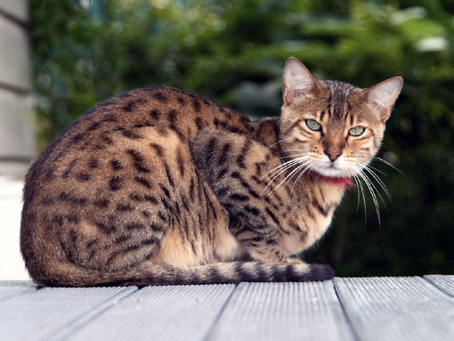 Bengal