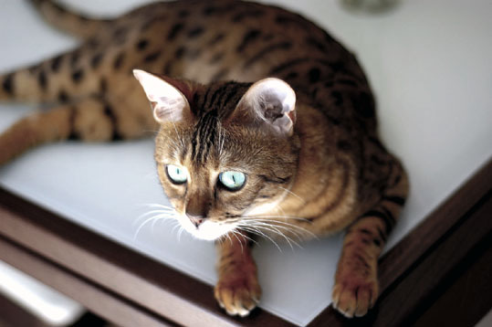 Bengal