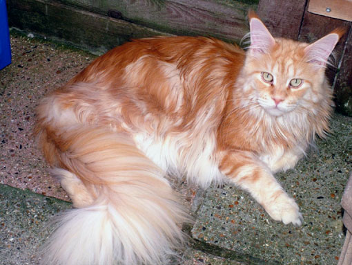 Maine Coon