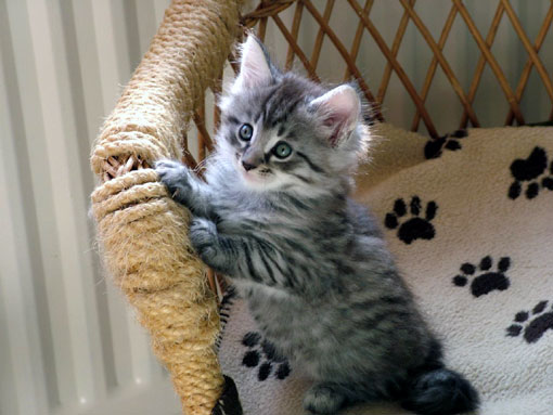 Maine Coon (chaton)