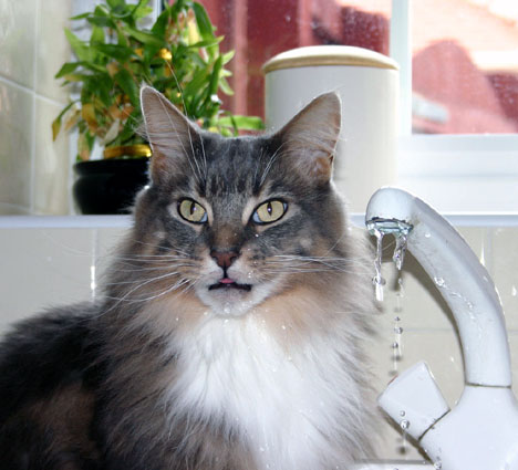 Maine Coon