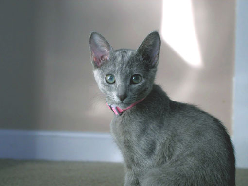 Russe (ou Chat de Malte) (chaton)