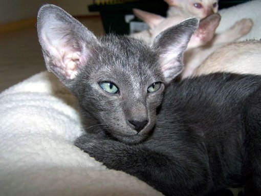 Oriental Shorthair
