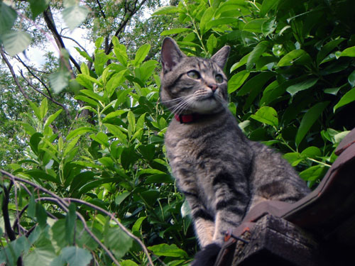 Mouchet&eacute; brun