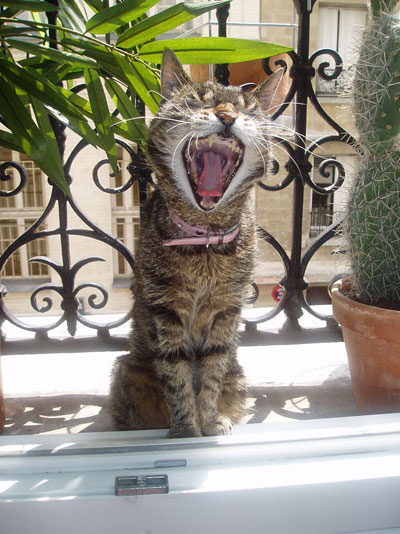 Tabby ray&eacute; brun