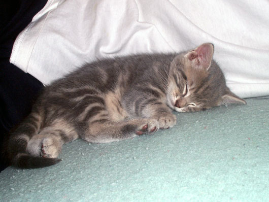 Tabby Tigre Bleu Et Blanc (n2)