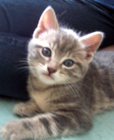 Tabby tigr&eacute; bleu et blanc