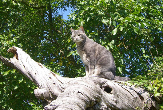 Tabby tigr&eacute; bleu et blanc