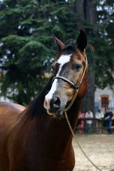 AKHAL TEKE12