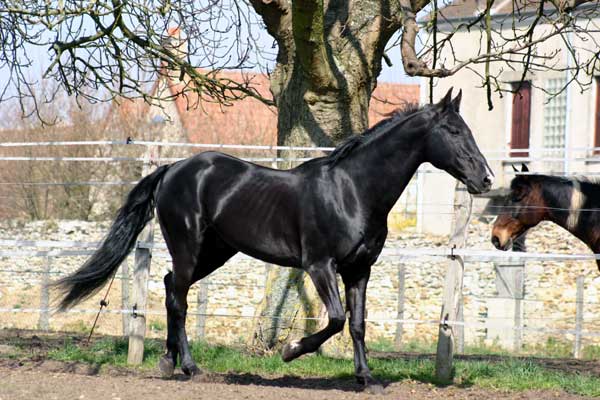 AKHAL-T&Egrave;K&Egrave;