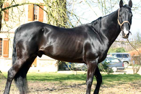 AKHAL-T&Eacute;K&Eacute;