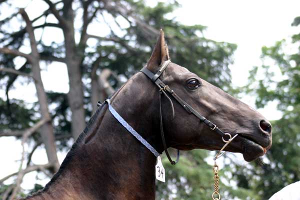 AKHAL-T&Egrave;K&Egrave;