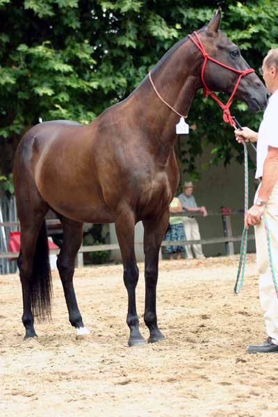 AKHAL TEKE3