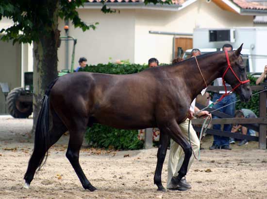 AKHAL-T&Eacute;K&Eacute;