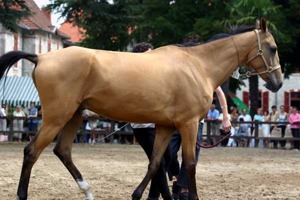 AKHAL-T&Eacute;K&Eacute;