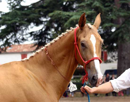 AKHAL-T&Eacute;K&Eacute;