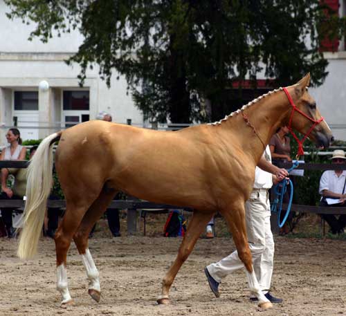 AKHAL-T&Eacute;K&Eacute;