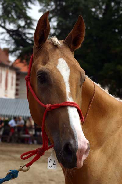 AKHAL-T&Egrave;K&Egrave;