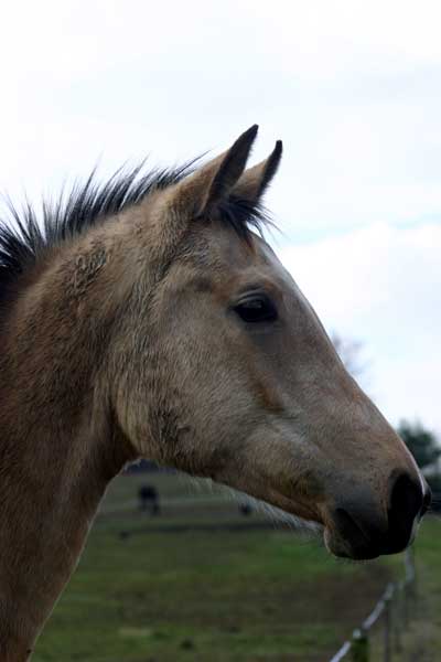 AKHAL-T&Eacute;K&Eacute;